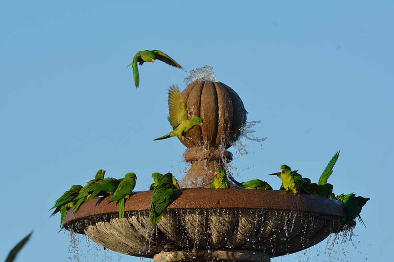 Groene Aratinga